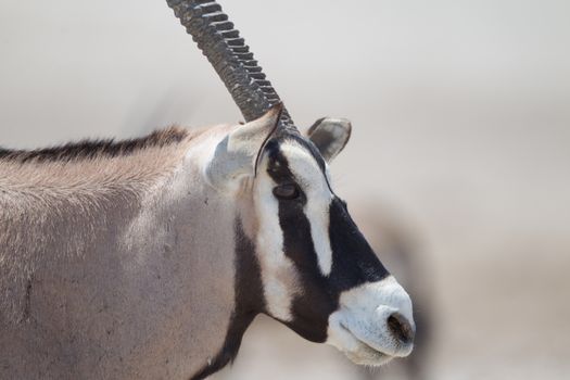 Oryx gemsbok in the wilderness of Africa