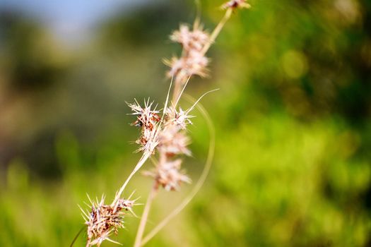 Grass and its flowers