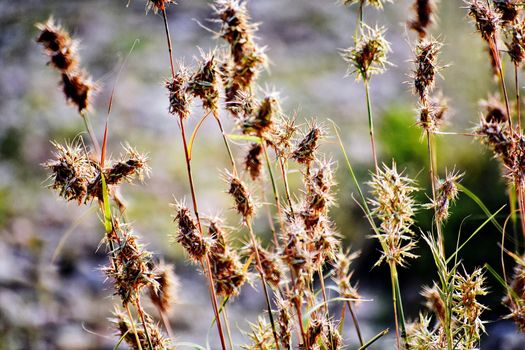 Grass and its flowers