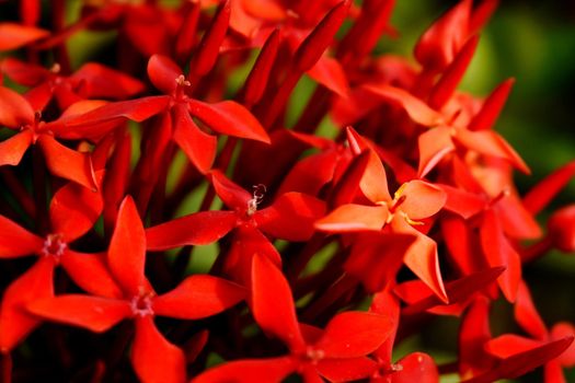 Bunch of Red Flowers