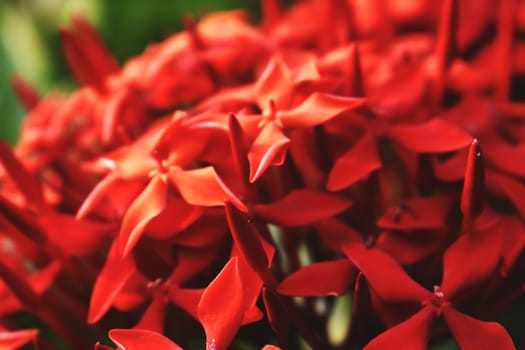 Bunch of Red Flowers