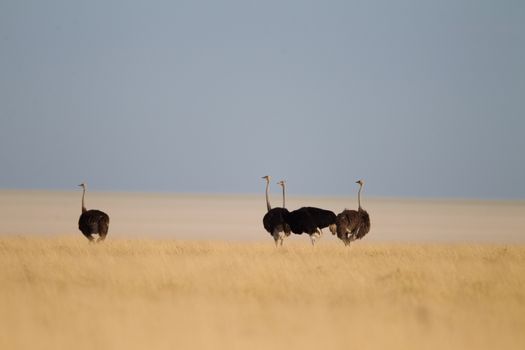 Ostrich in the wilderness of Africa