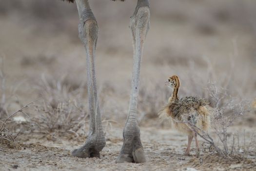 Ostrich chicks in the wilderness of Africa