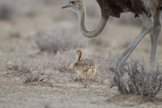 Ostrich chicks in the wilderness of Africa