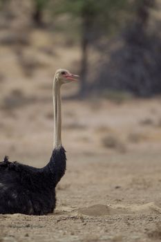 Ostrich in the wilderness of Africa