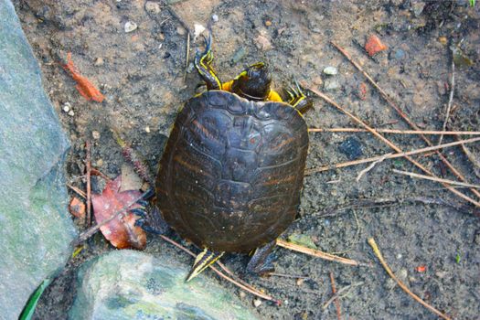 specimens of large water turtles resting near a pond in the undisturbed forest in italy