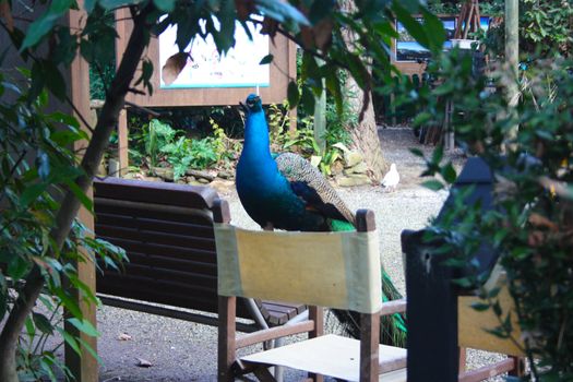 a beautiful specimen of peacock with a colorful tail in bright green and blue colors in a park on a wooden bench in tuscany