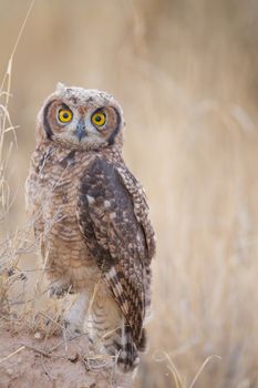 Owl in the wilderness of Africa