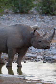 Black rhino in the wilderness of Africa
