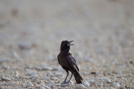 Crow in the wilderness of Africa