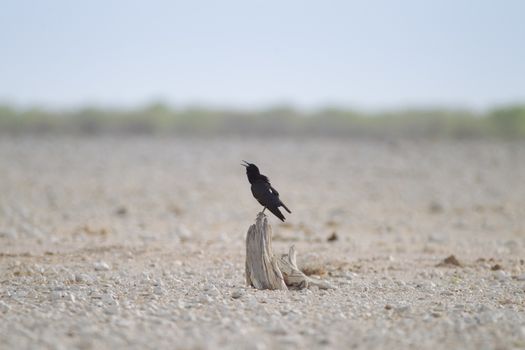 Crow in the wilderness of Africa