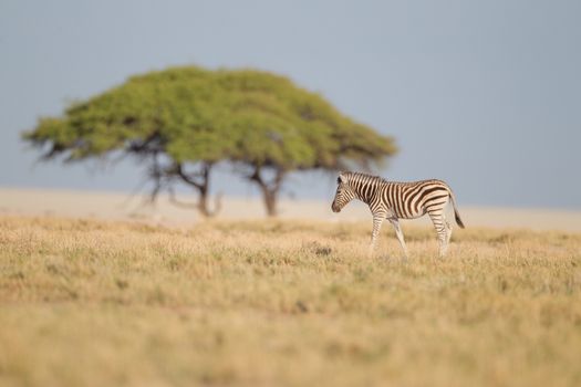 Zebra in the wilderness of Africa