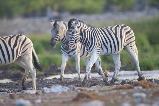 Zebra in the wilderness of Africa