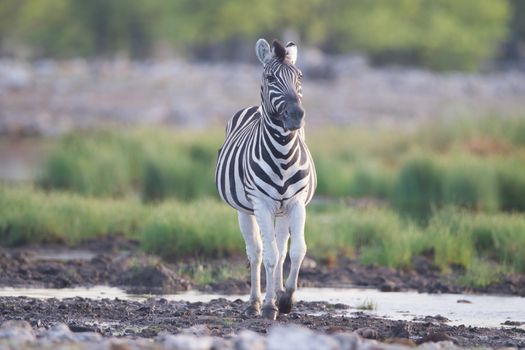 Zebra in the wilderness of Africa