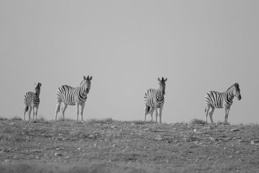 Zebra in the wilderness of Africa black and white