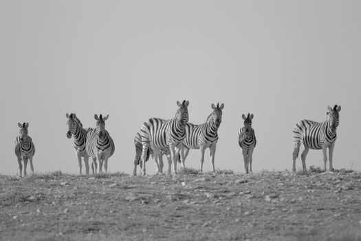 Zebra in the wilderness of Africa black and white