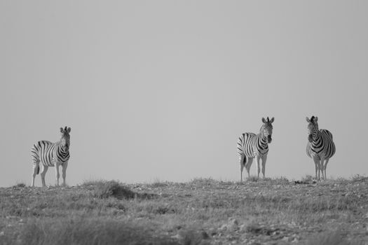 Zebra in the wilderness of Africa black and white