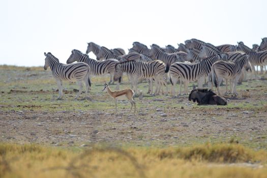 Zebra in the wilderness of Africa