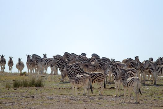 Zebra in the wilderness of Africa