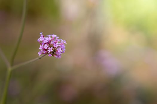 The background image of the colorful flowers, background nature