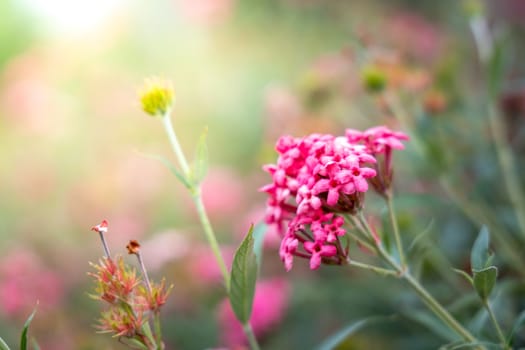 The background image of the colorful flowers, background nature