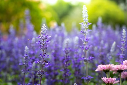 The background image of the colorful flowers, background nature