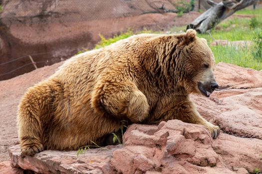 A large brown bear sitting on a rock. High quality photo