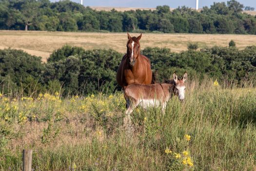 A donkey and brown horses standing on top of a grass covered field. High quality photo