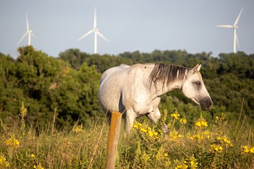 A horse standing on top of a grass covered field with wind turbines in the background. High quality photo