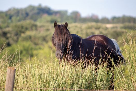 A dark brown horse standing on top of a grass covered field. High quality photo