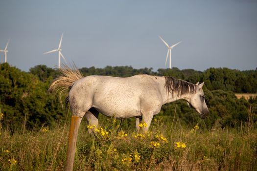 A horse standing on top of a grass covered field with wind turbines in the background. High quality photo