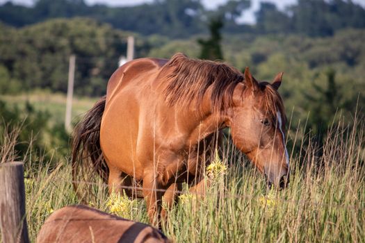 A brown horse standing on top of a dry grass field. High quality photo