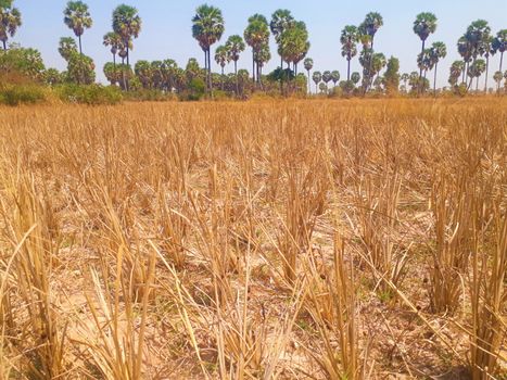 dried rice stems or stubble in a dry paddy field in cambodia