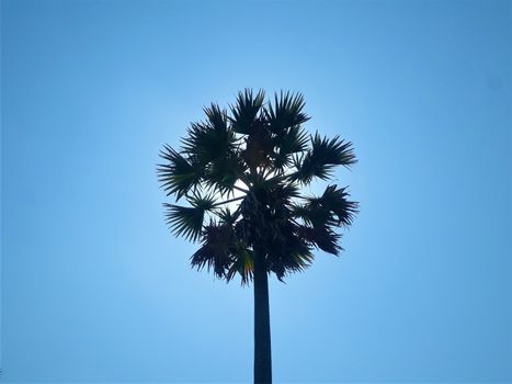 Sugar palm tree silhouetted against the bright sun