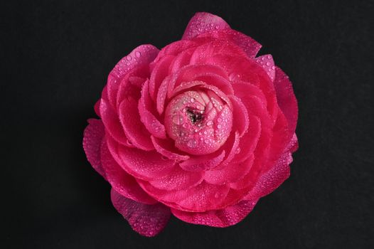 Red Peony Flower Close-Up and Water Drops