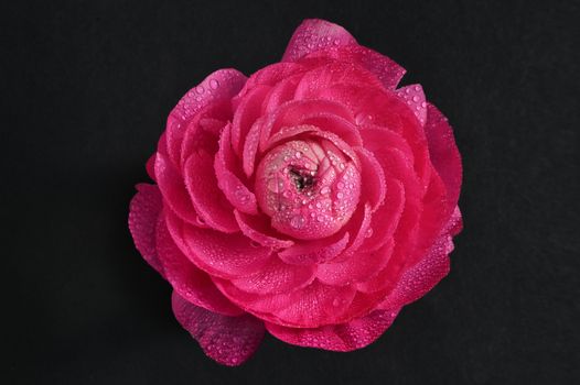 Red Peony Flower Close-Up and Water Drops