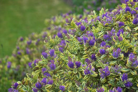 Details of Veeronica Flower in Summer time