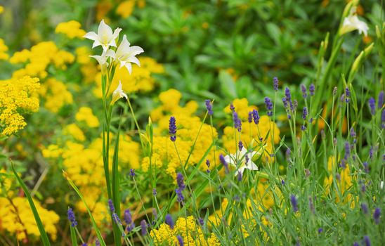 White Iris Flowers Blooming On The Garden