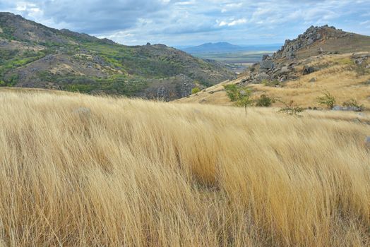 Yellow grass on the top of the roumanian mountain