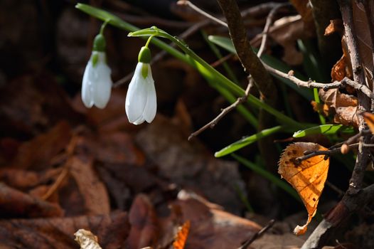 Details of Snowdrops in morning spring forest