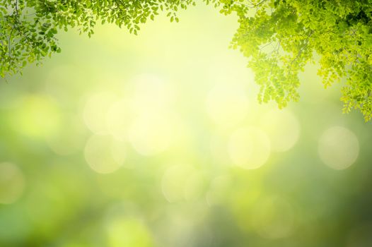 Leaf background bokeh blur green background