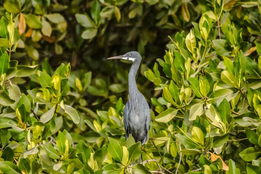 Gray heron - Ardea cinerea, great gray heron of lakes and rivers in Gambia
