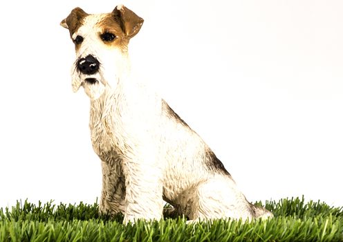 Korthal griffon isolated on a green grass on a white background