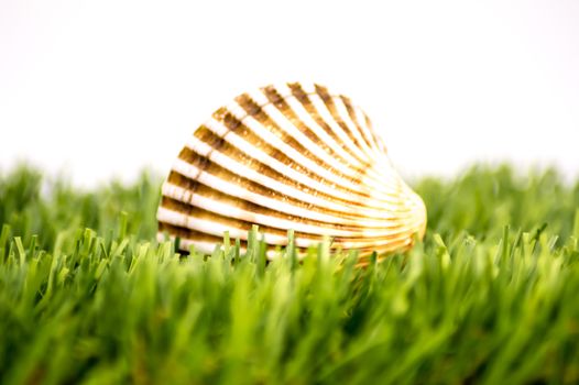 Sea shell on a green lawn and a white background