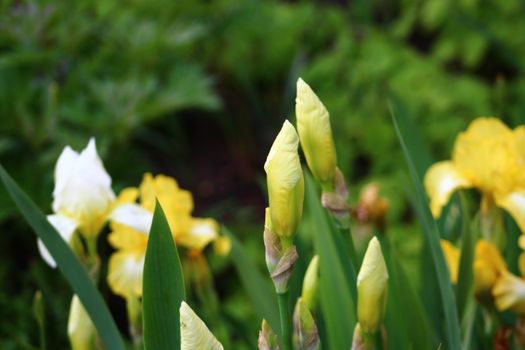 The picture shows an iris field in the spring