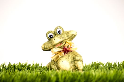 Green frog on a white background