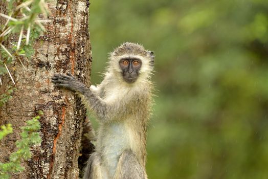 Vervet monkey in the wilderness of Africa