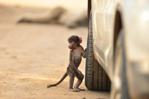 Baby baboon by the car tire