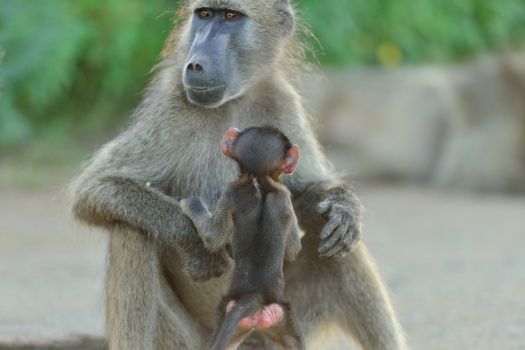 Baby baboon in the wilderness