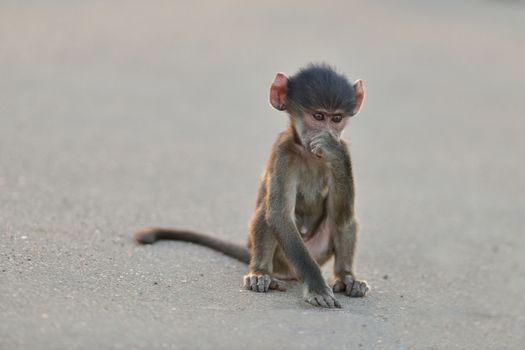 Baby baboon in the wilderness